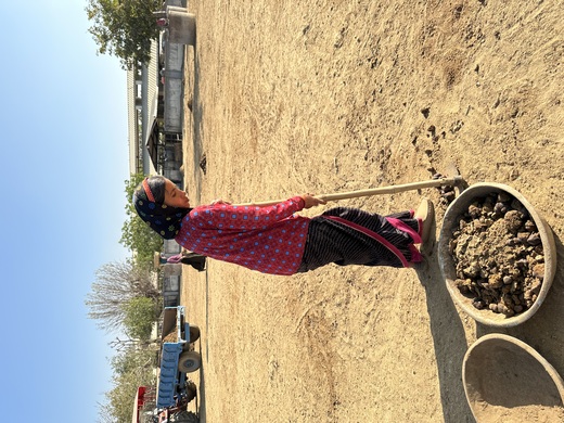 Volunteers in the Gaushala