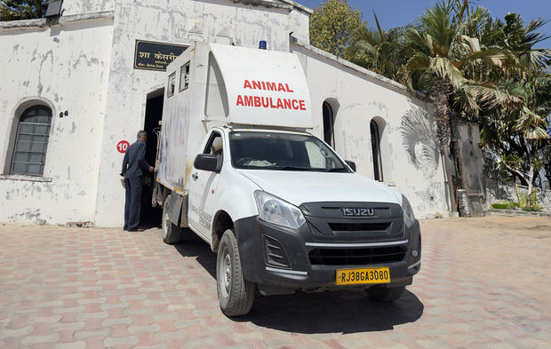 Feeding animals at the Gaushala
