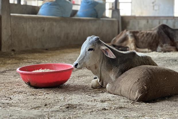 Veterinary care at the Gaushala