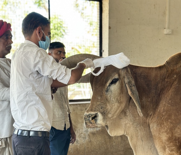 Animal rescue operations