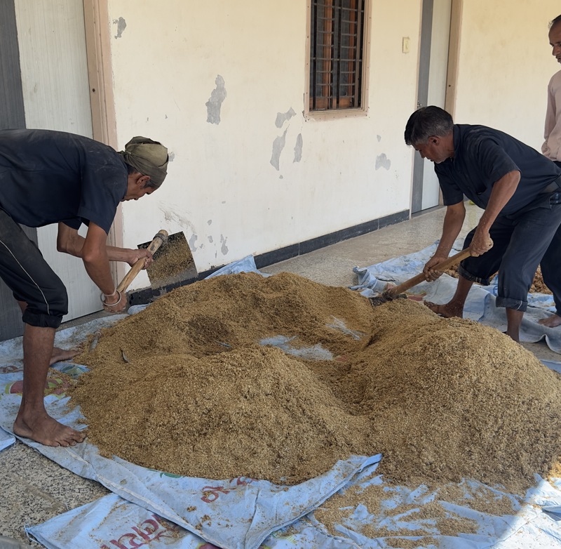 Special food being prepared for cows on a festive occasion
