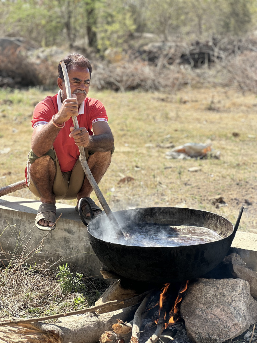 Cows enjoying special meal on donation day